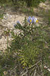 Sticky nightshade